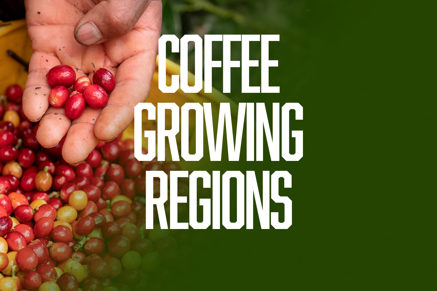 Coffee Growing Regions and What You Taste in the Cup